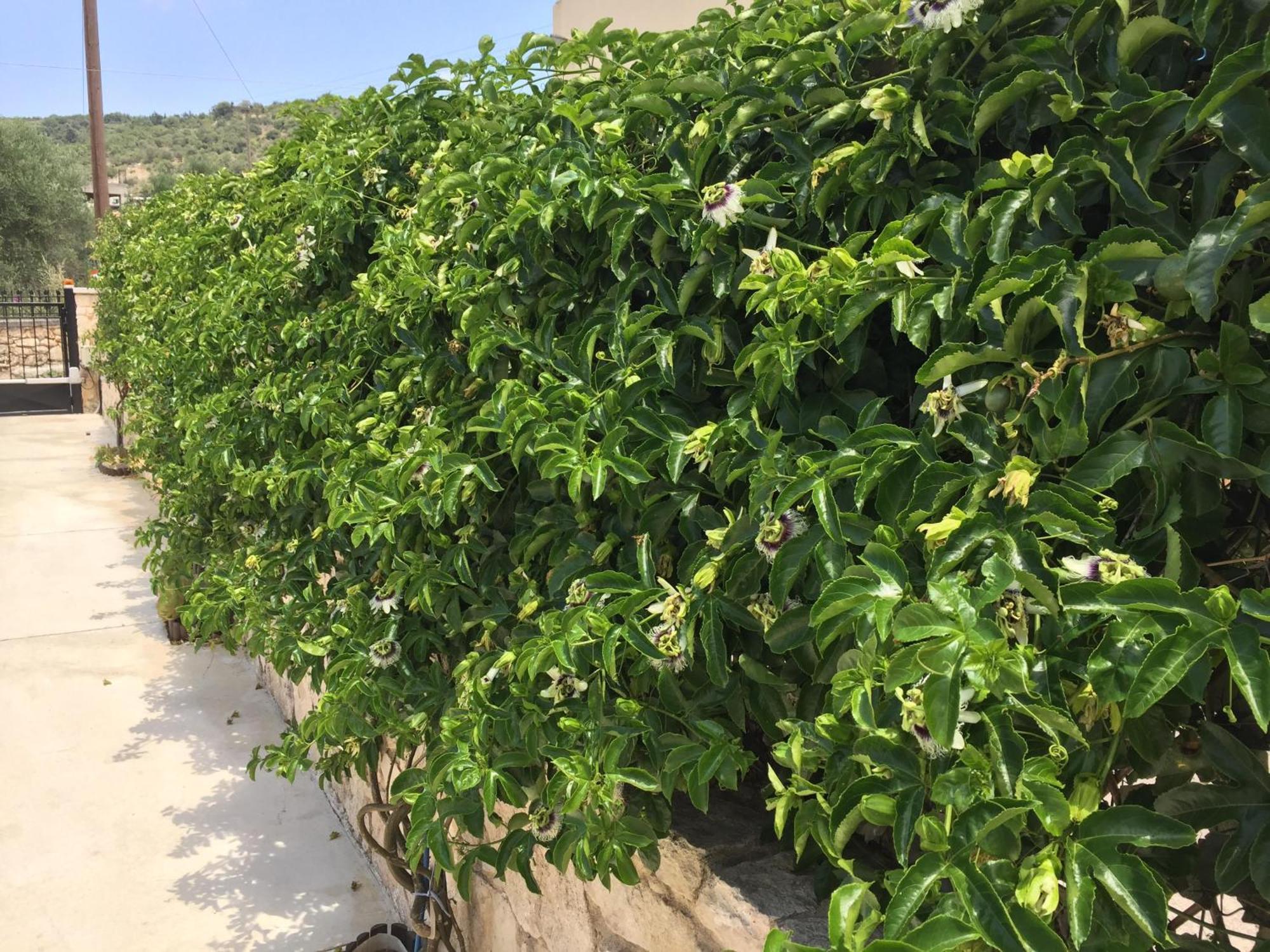 Villa Bio Garden Stonehouse Gonia Exterior foto